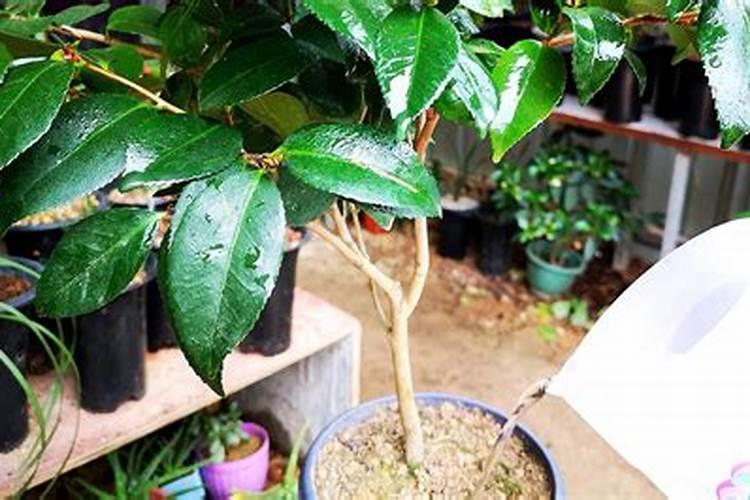 常用磷肥有哪些种类？它与施肥有何关系？