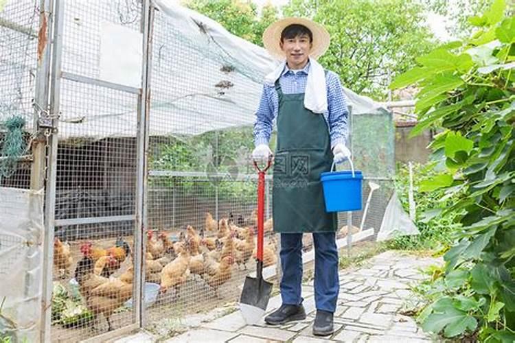 大棚内的黄瓜怎样进行浇水和施肥？