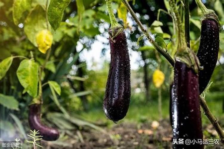 茄子叶面肥什么肥增产效果好？茄子专用磷钾肥