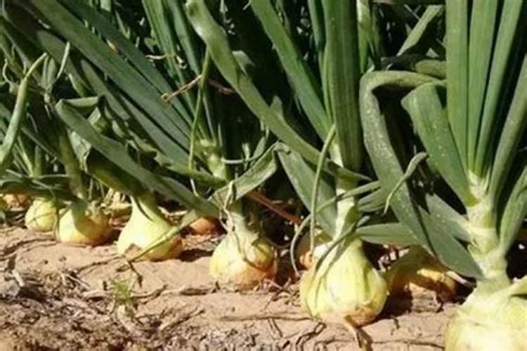 洋葱中后期追施什么肥