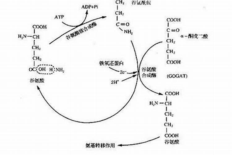 莲藕施肥注意哪些事项