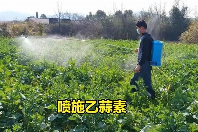 黄金雀一年开几次花