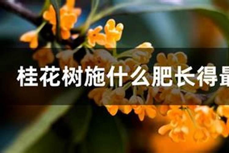 八月桂不开花大神们帮帮忙