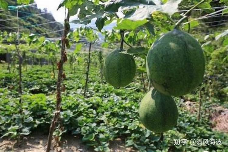 少晴多雨天气作物田间管理措施