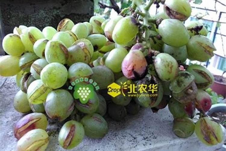 西葫芦怎么种植,才会长得又大又好吃？