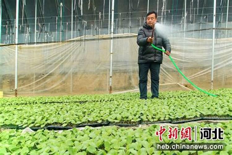尿素在疏菜大棚如何施肥