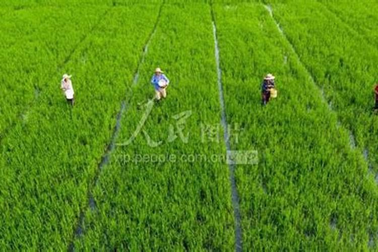 水田生产怎样提高氮肥和磷肥的利用率？