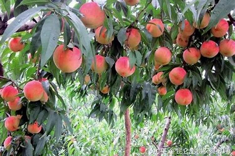 移栽洋桔梗方法 移栽洋桔梗注意什么