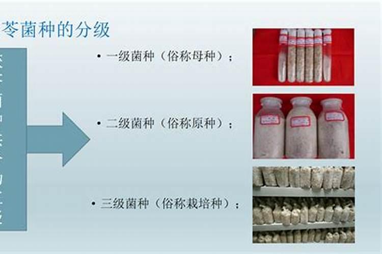 茯苓菌种适合哪种磷肥？