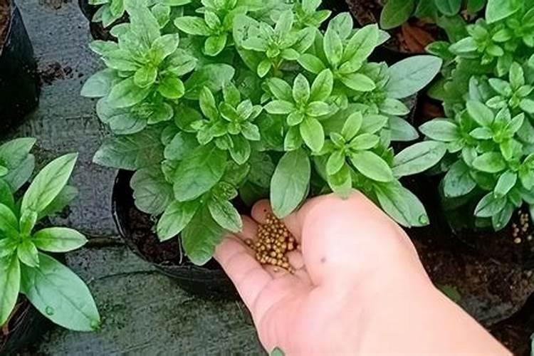 西红柿小叶病原因及防治？谢了!