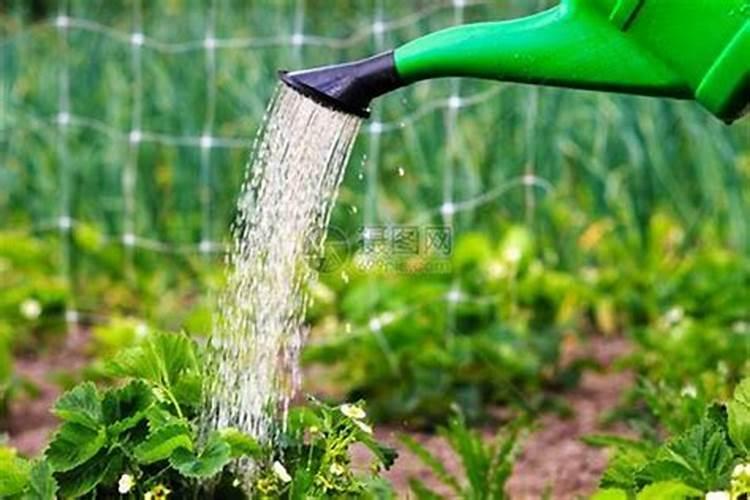 控释肥十大品牌排行榜