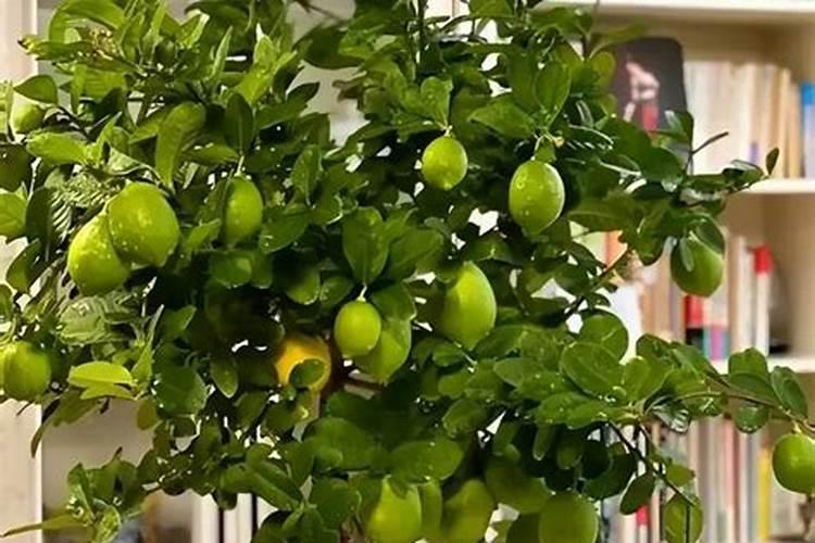 叶面肥追肥效果怎么样？蔬果专用叶面肥？优质叶面肥生产厂家？