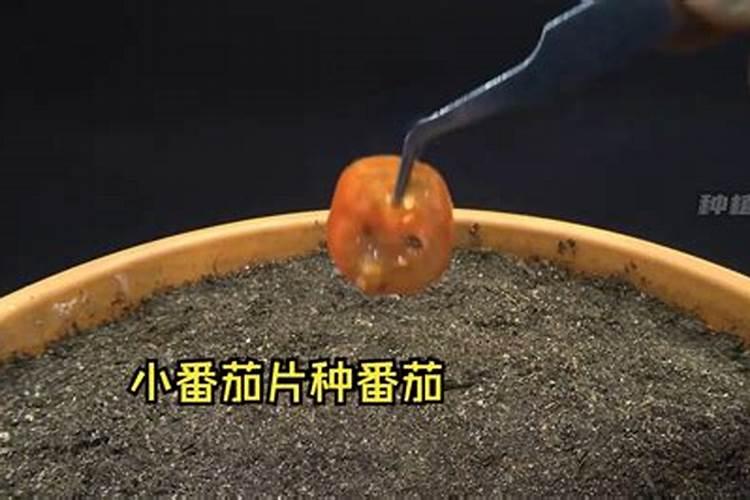 钾肥冲施浓度是多少