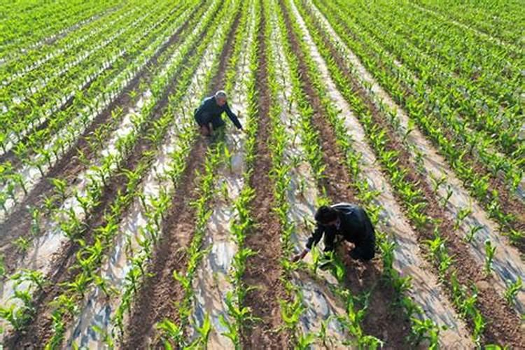 白菜出苗后多久可以施肥