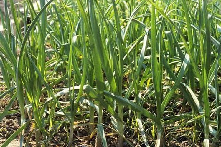 一斤水溶肥相当几斤复合肥