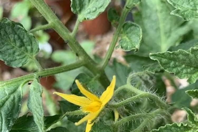 西红柿开花期如何浇水施肥