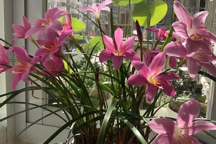 灰枣花期可以打钙镁硼锌铁肥吗