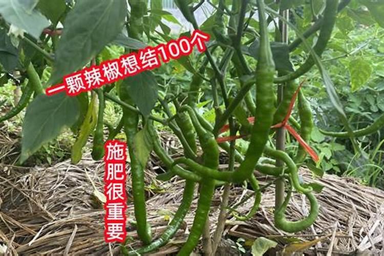 长辣椒了还要施肥吗