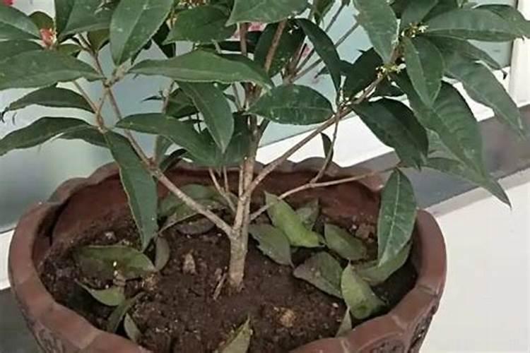 刚移栽的桂花树如何浇水施肥