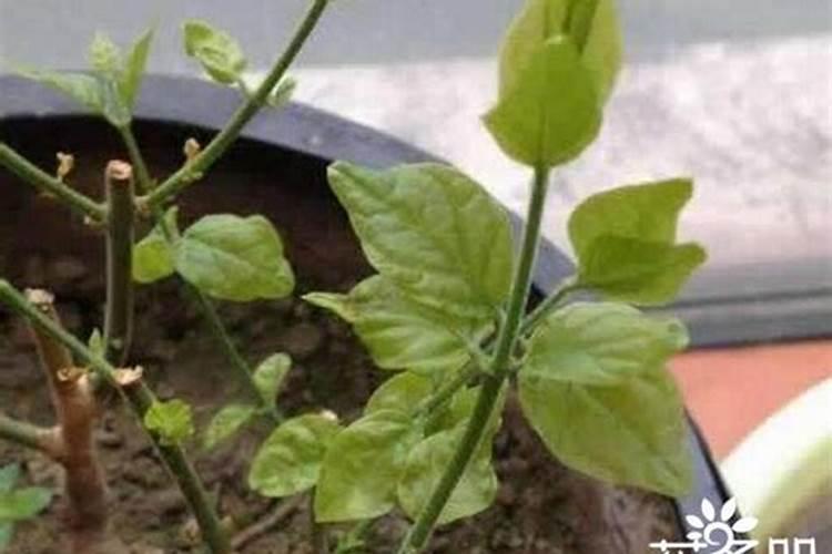 最高温度14度,最低5度能喷施叶面肥与杀菌剂吗？