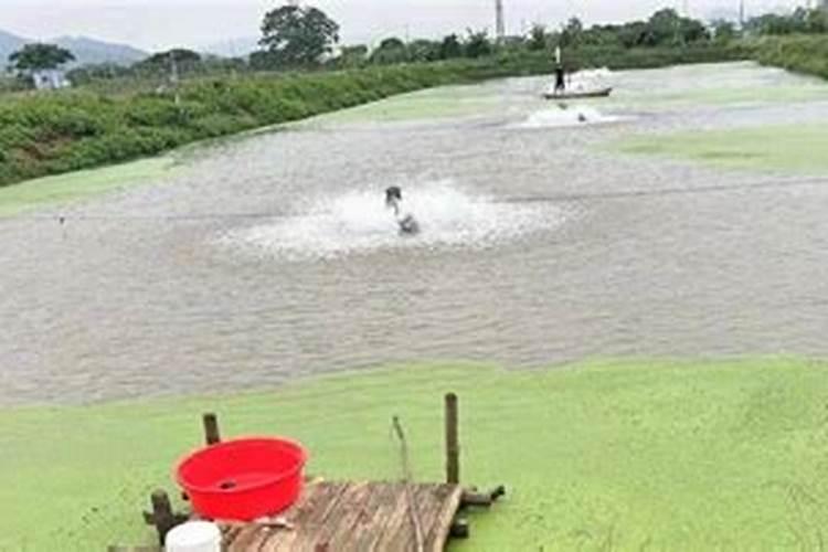 ...山东农村大集,白菜大葱价格一路狂跌,看卖多少钱了？