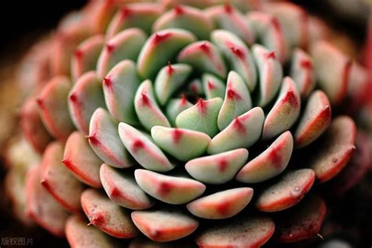 九尾狐多肉可以用羊粪吗