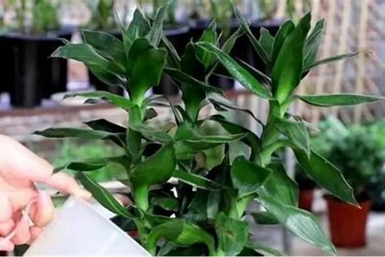 益阳市弘源生物科技有限公司怎么样？