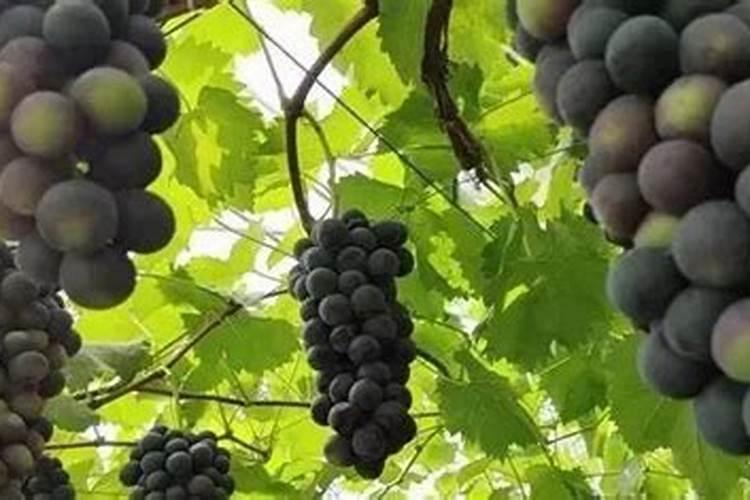 小麦种子催芽吗