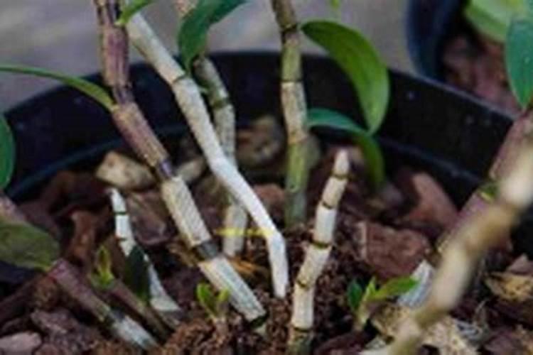 我在院子里中了很多石斛,不知道选什么肥料好？