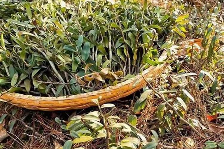 盆栽石斛的种植方法和注意事项