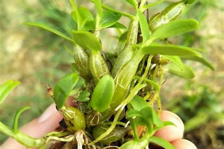 石斛浇什么肥料合适