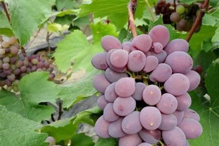 水稻精确施肥技术各种肥料用量