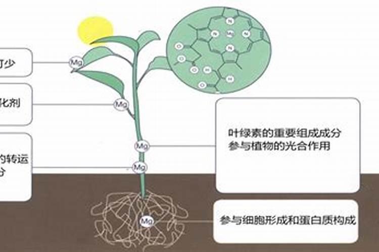 玉露怎么晒干 玉露一天可以晒多久太阳