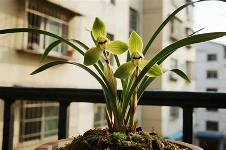 五十铃玉的养殖方法和注意事项有哪些