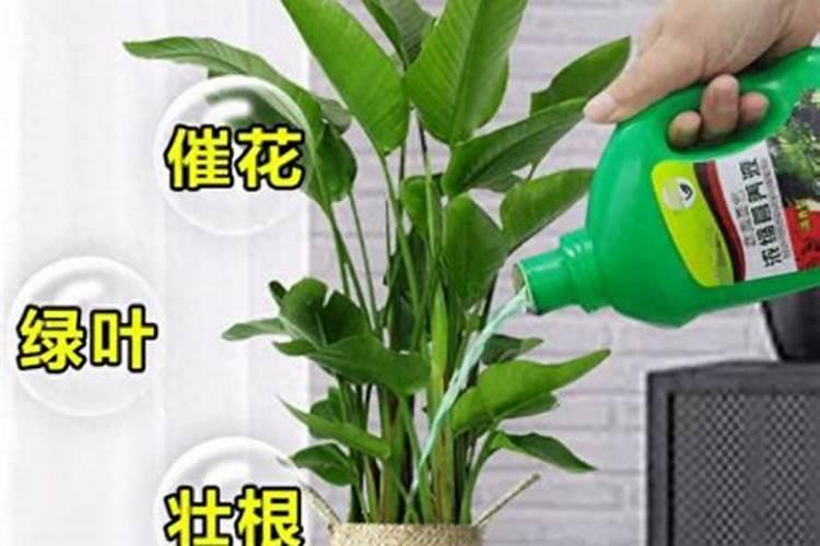 天堂鸟绿植好养活吗