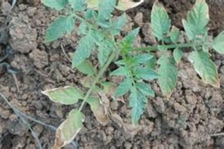 复合肥能给蔷薇花施肥吗