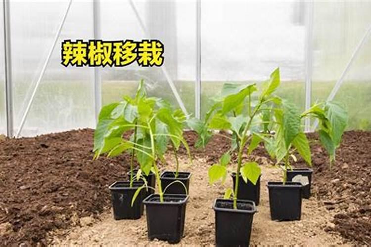 辣椒喷什么叶面肥结果多,多久喷一次