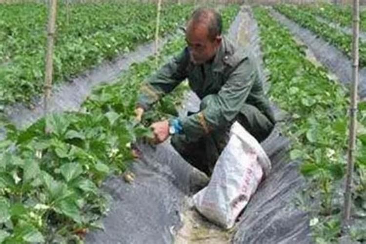 草莓开花时怎样施农家肥