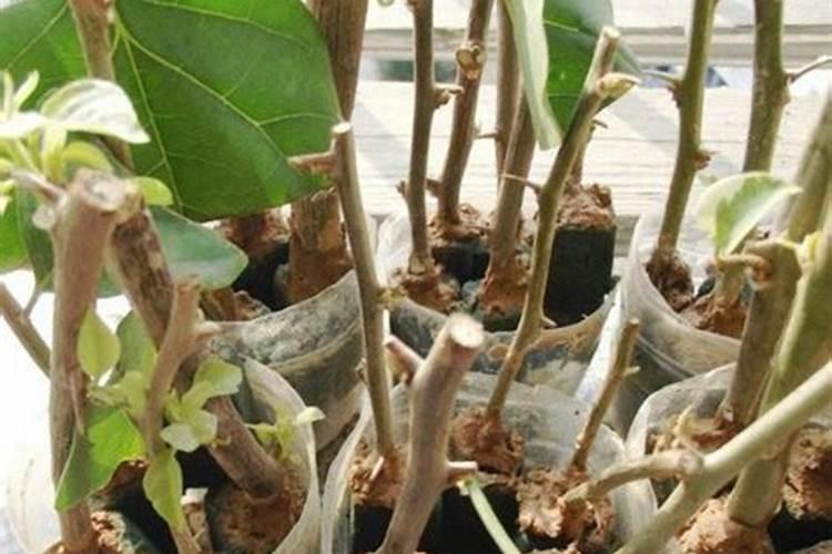 小桃树施肥用什么办法是最好的