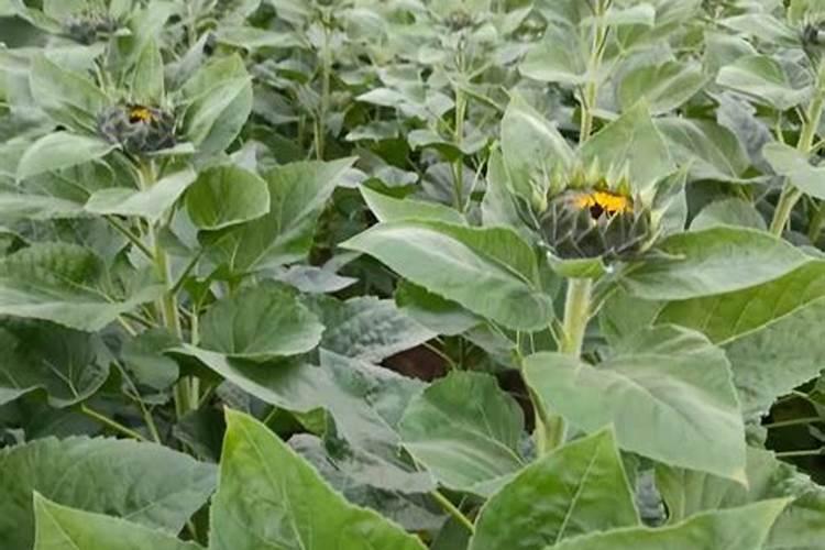 向日葵施什么肥最好