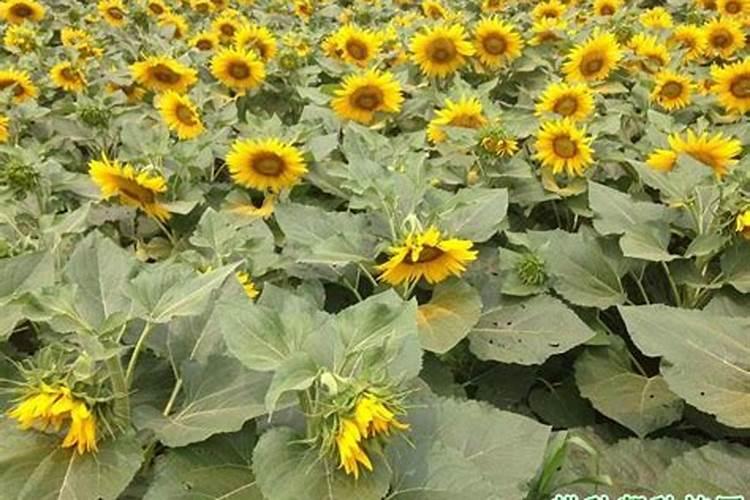 种葵花需用什么化肥？