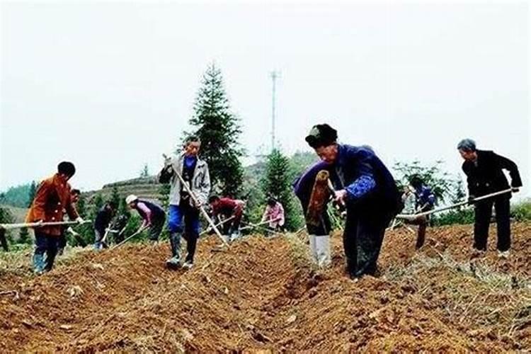 油饼肥料正确使用方法