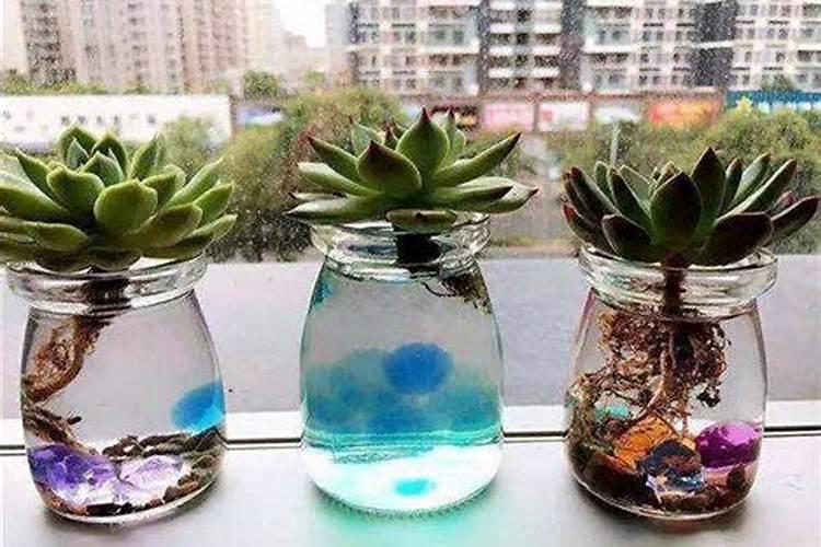 适合两广种植的草莓品种有哪些