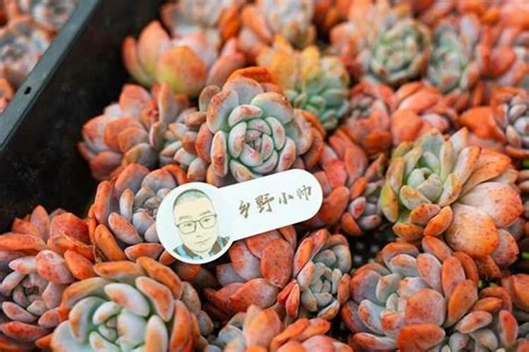 多肉肥料哪个好