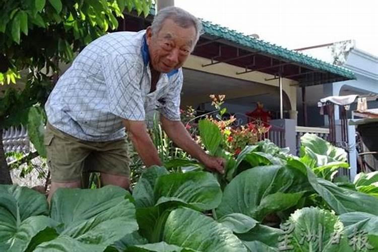 芥菜什么时候移栽最好(芥菜苗移栽方法和时间)
