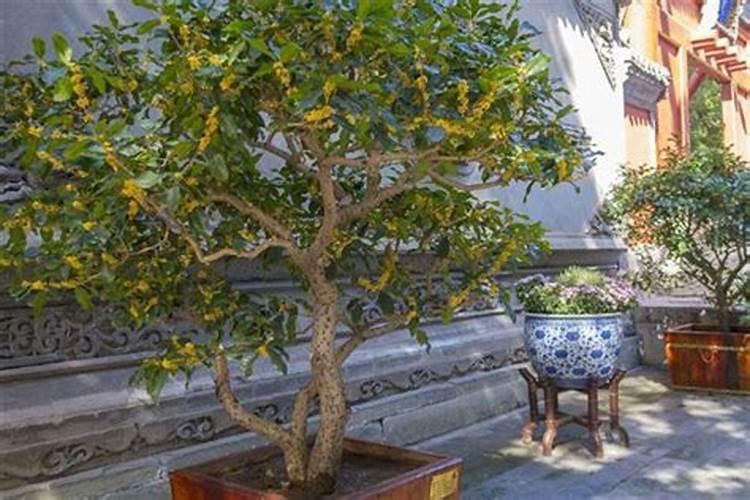 桂花施肥太多蔫了怎么办