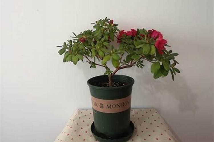 .杜鹃花什么时间施肥