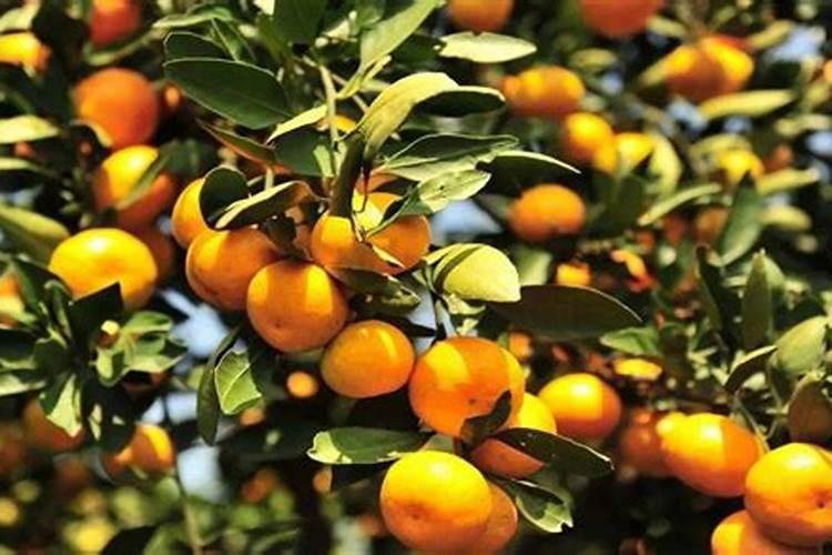 冬季柑橘施肥技术技巧