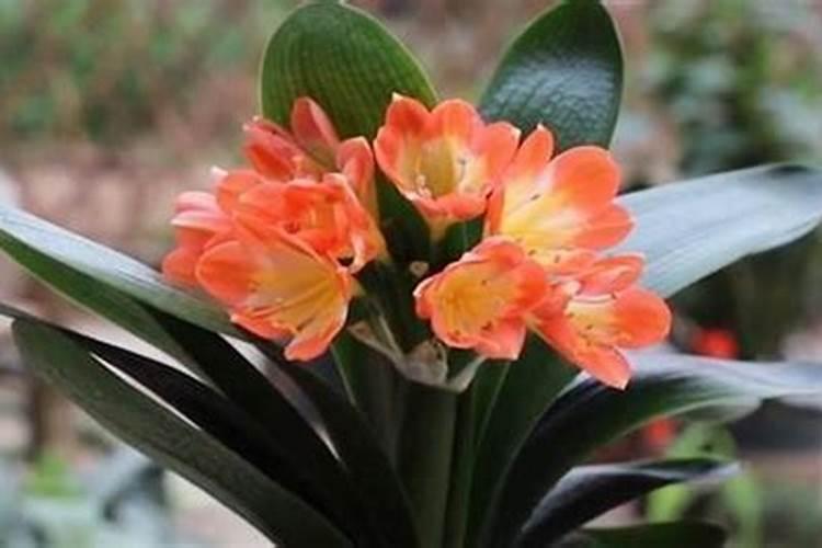 君子兰浇完水肥第二天需要浇一遍大水把它冲掉吗？