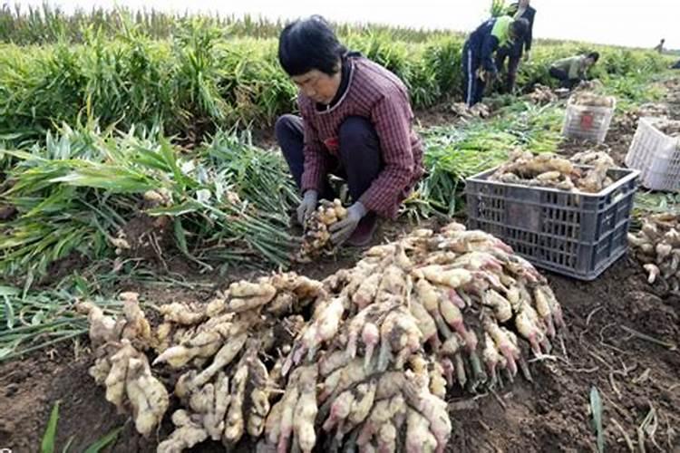 生姜什么时候追肥适合高产追肥法？